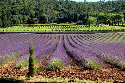 vignobles-caves-provence